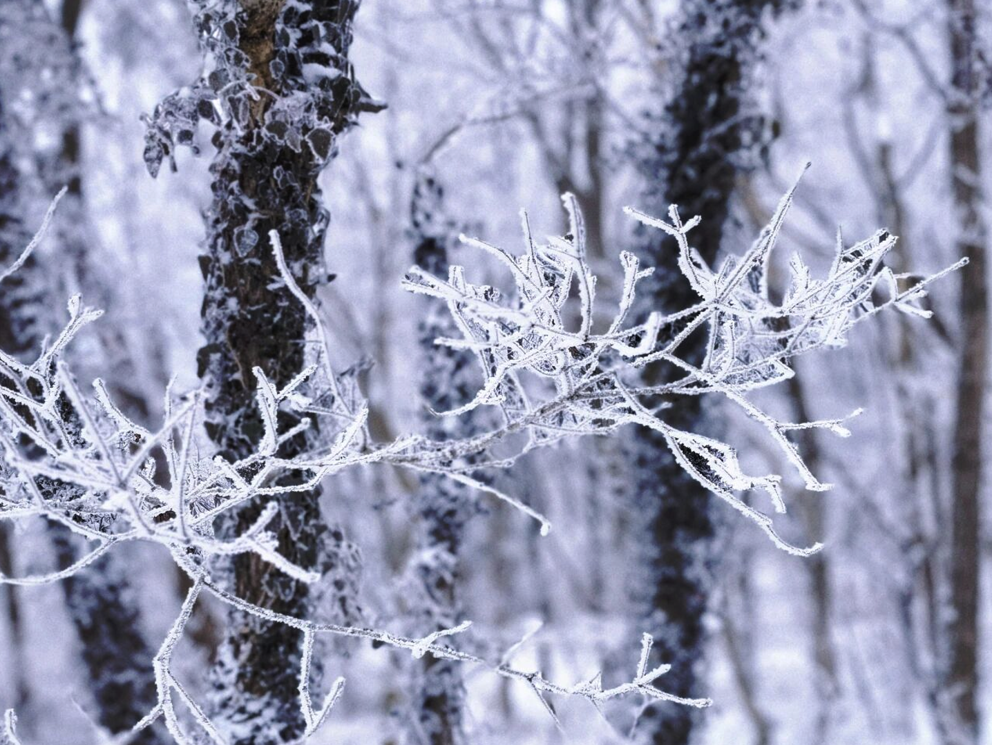 立冬 | 今日无雪，正好预告那片即将到来的银装素裹(图4)